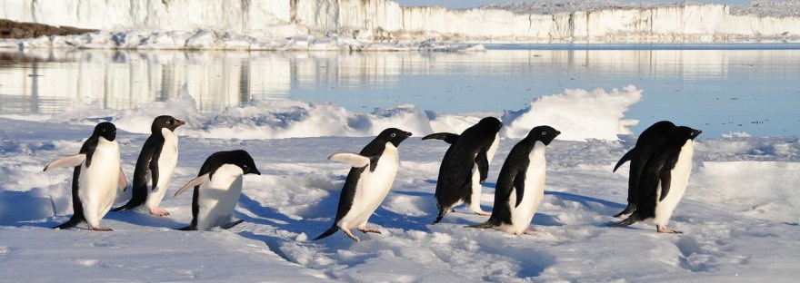cuentos de pingüinos